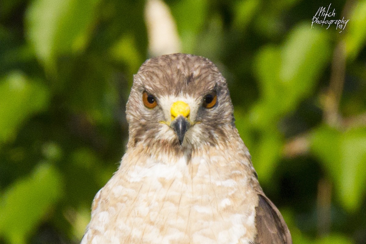 Broad-winged Hawk - Mitch (Michel) Doucet