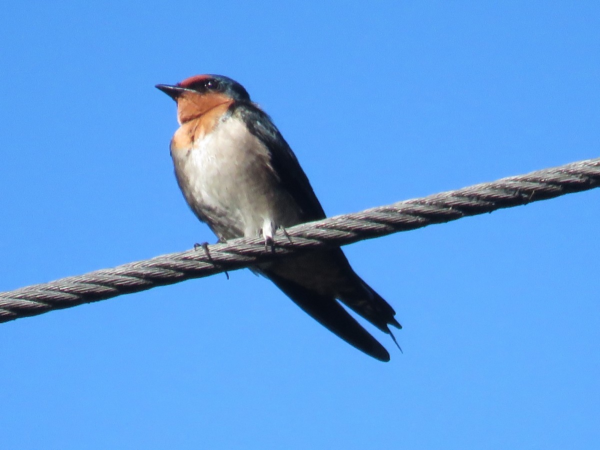 Pacific Swallow - Felix Neponcio Servita