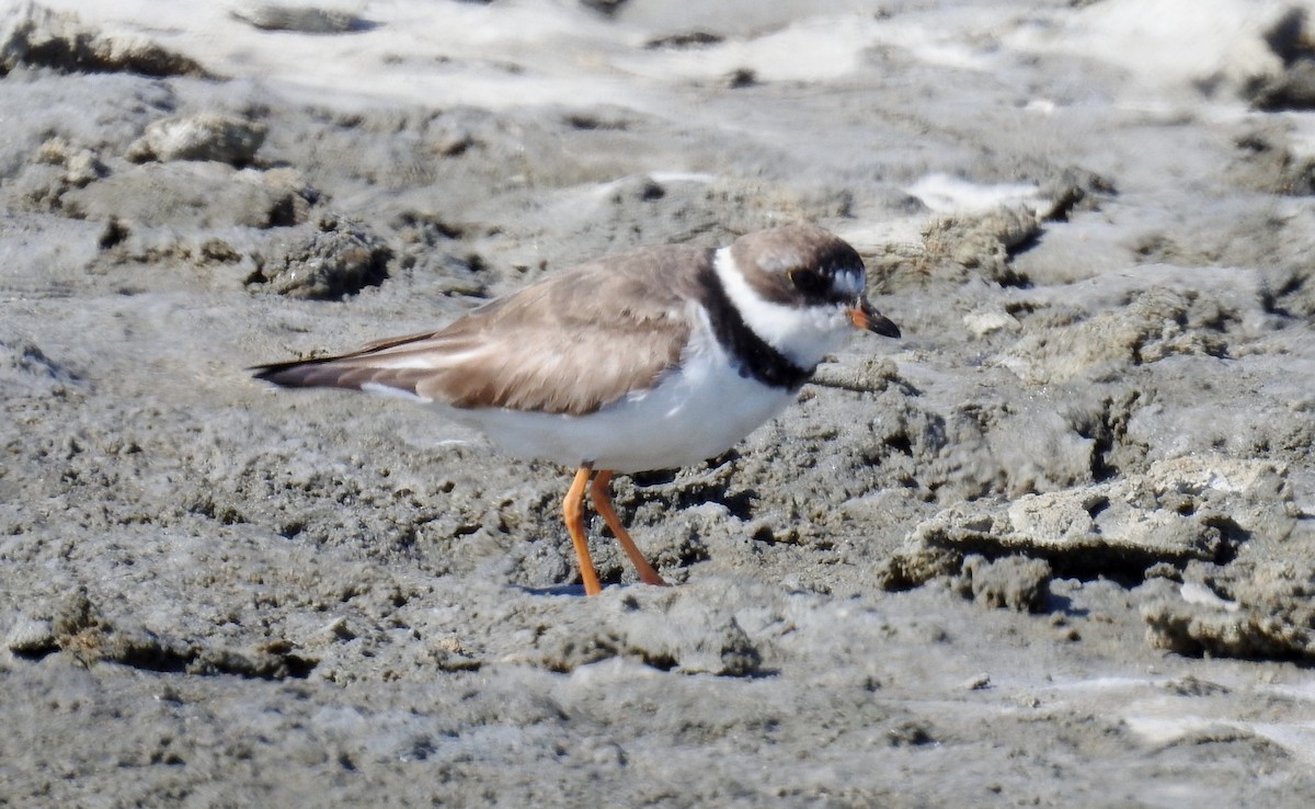 Semipalmated Plover - ML116346191
