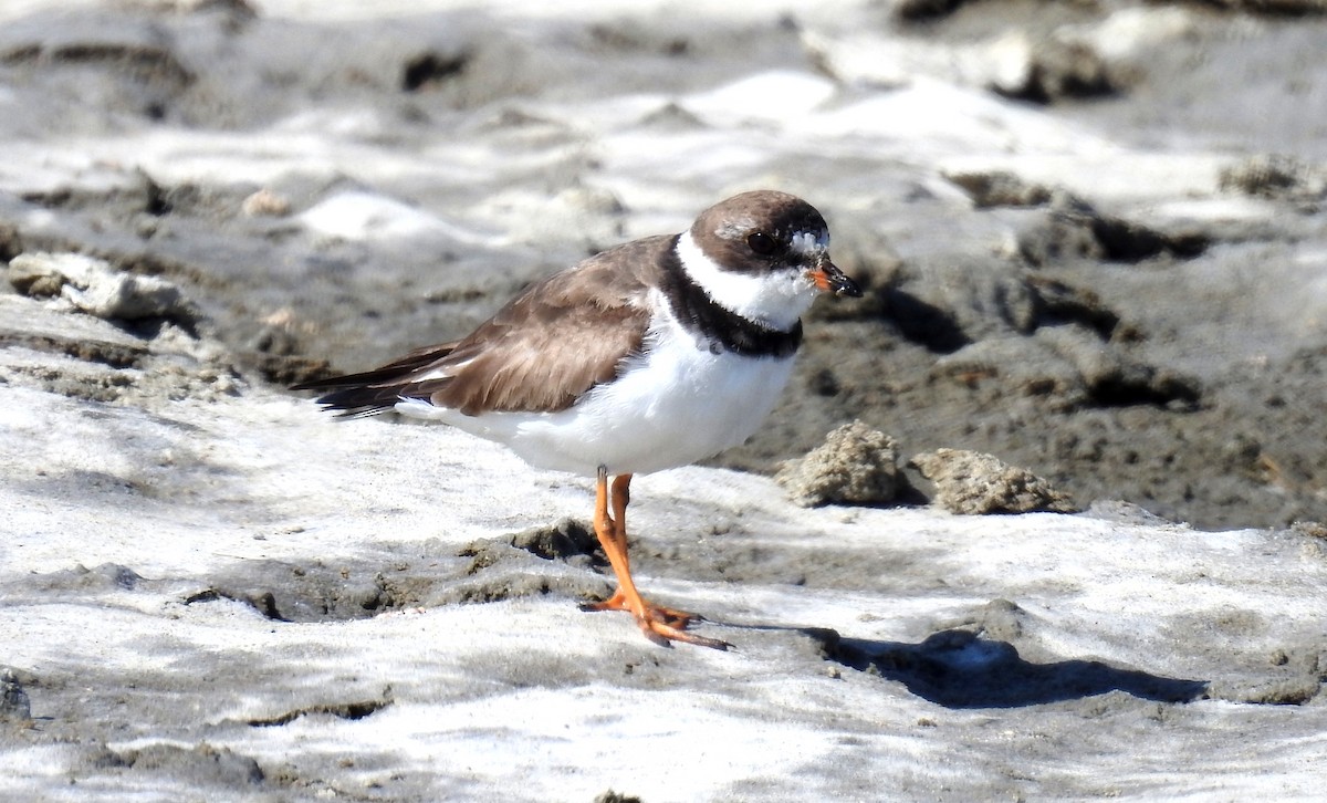 Semipalmated Plover - ML116346201
