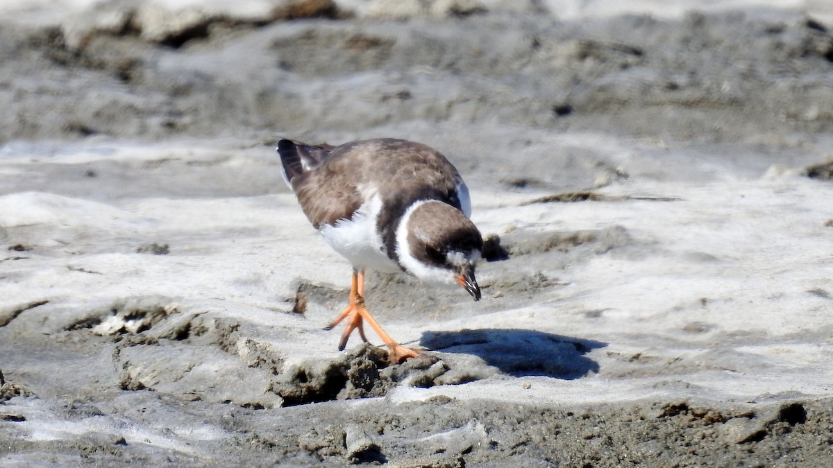 Semipalmated Plover - ML116346211