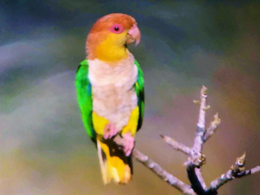 Папуга-білочеревець рудоголовий - ML116347261