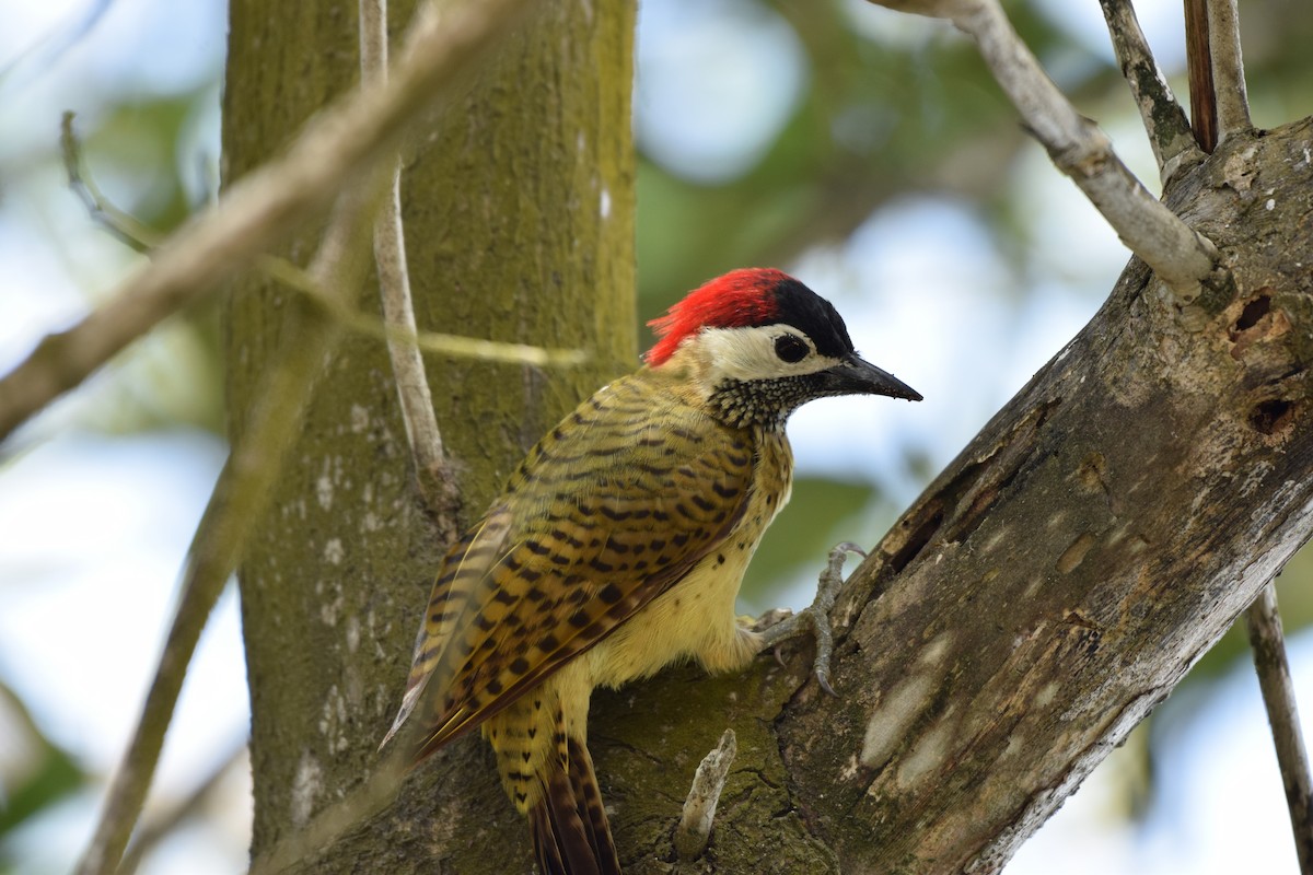 Spot-breasted Woodpecker - Carlos V. Sucre