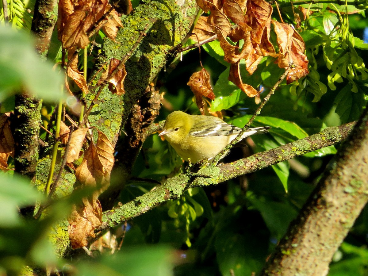 Bay-breasted Warbler - ML116350371