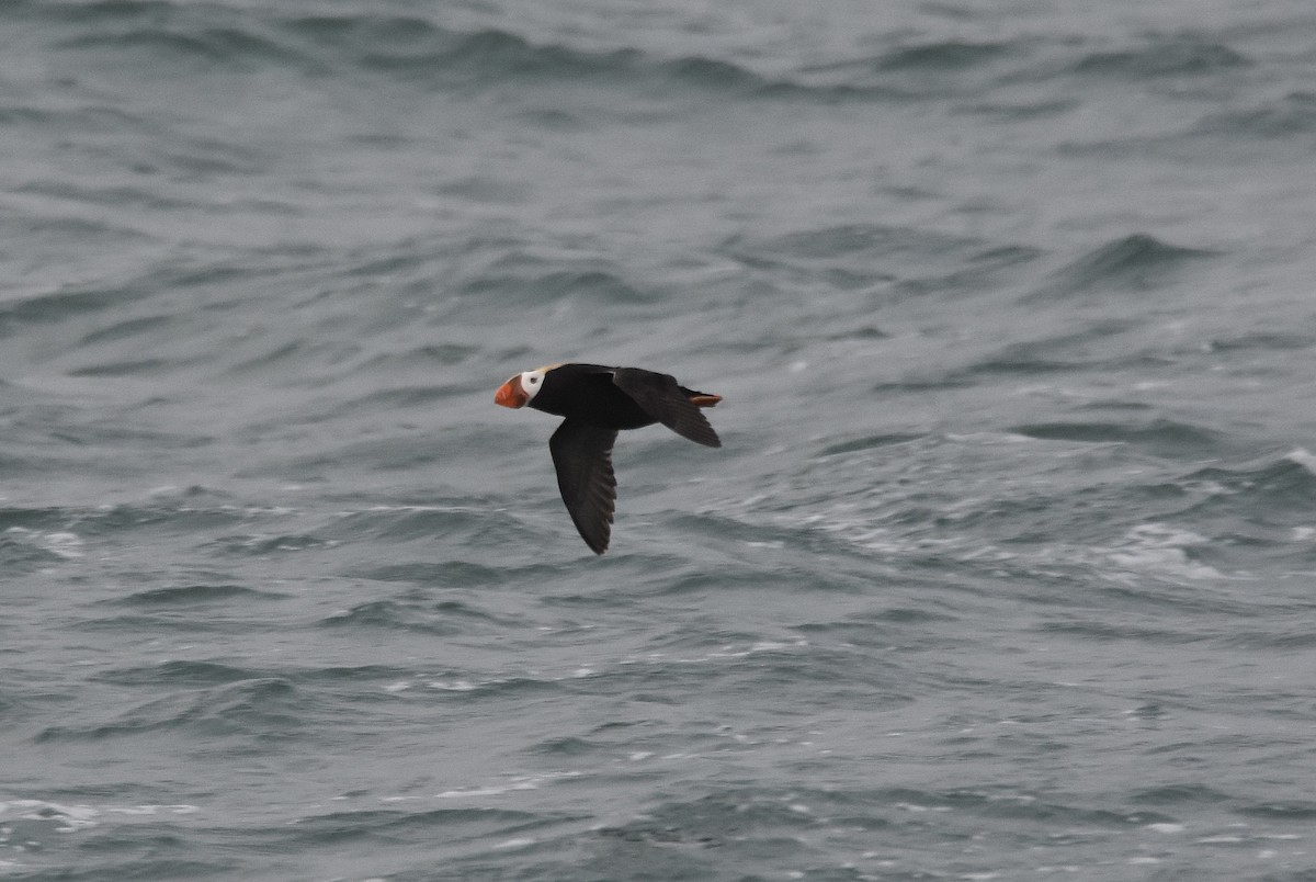 Tufted Puffin - ML116351021