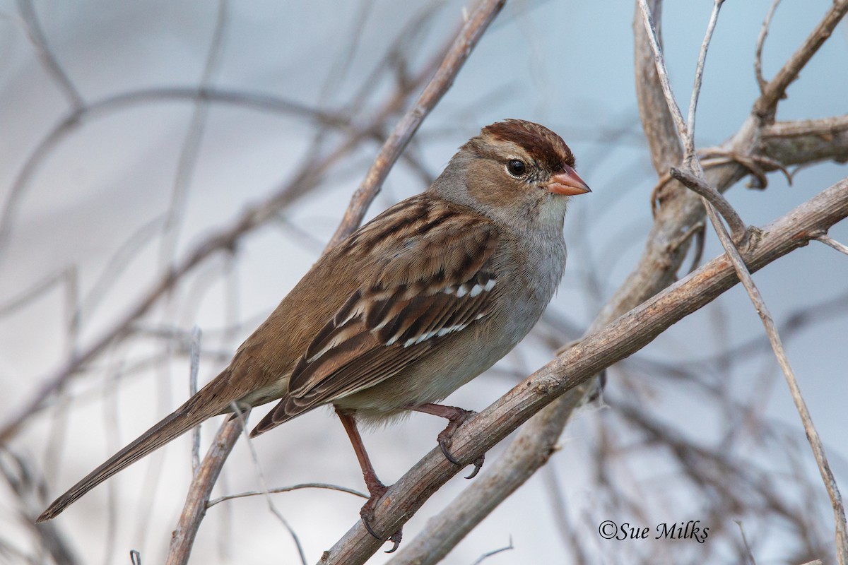 White-crowned Sparrow - Sue&Gary Milks