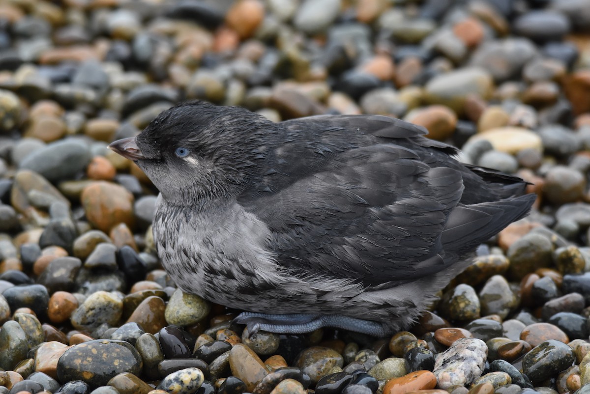 Crested Auklet - Michael Schall