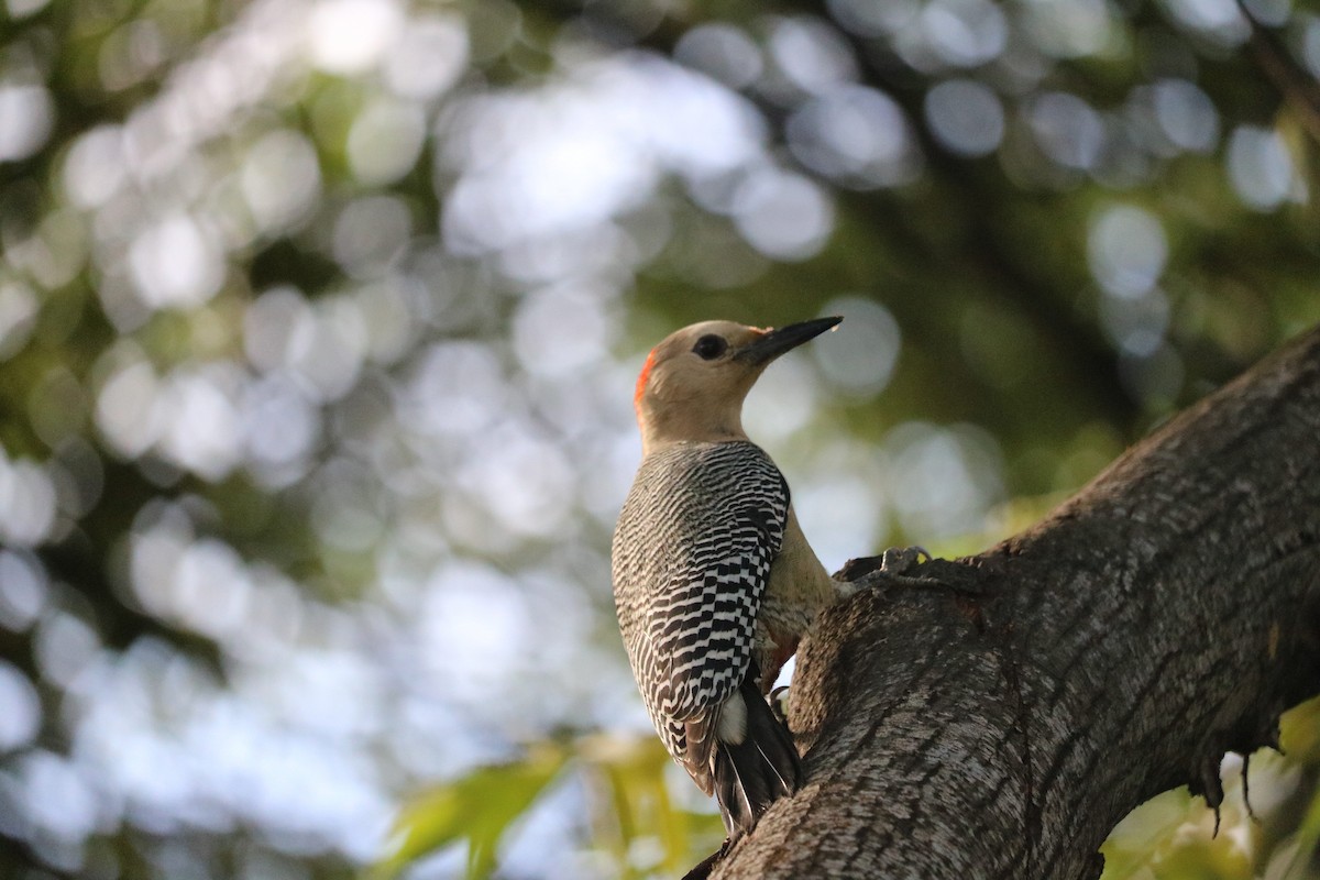 Golden-fronted Woodpecker (Velasquez's) - ML116355351