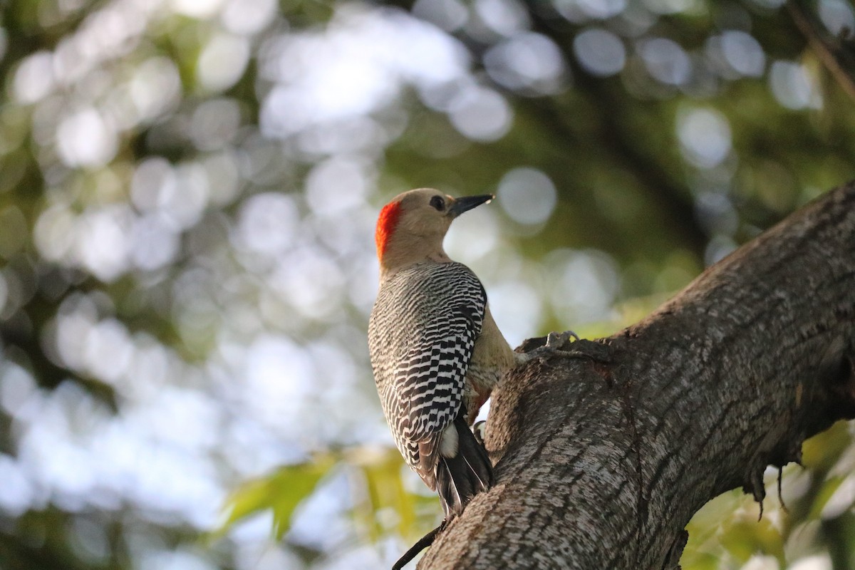 Golden-fronted Woodpecker (Velasquez's) - ML116355391