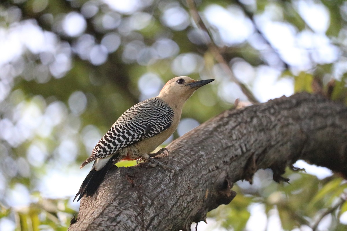 Golden-fronted Woodpecker (Velasquez's) - Katelyn Luff
