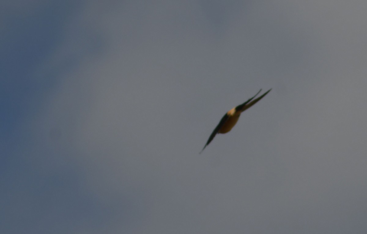 Red-rumped Swallow - ML116358231
