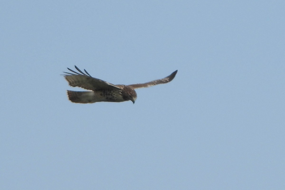 Red-tailed Hawk - Knut Hansen