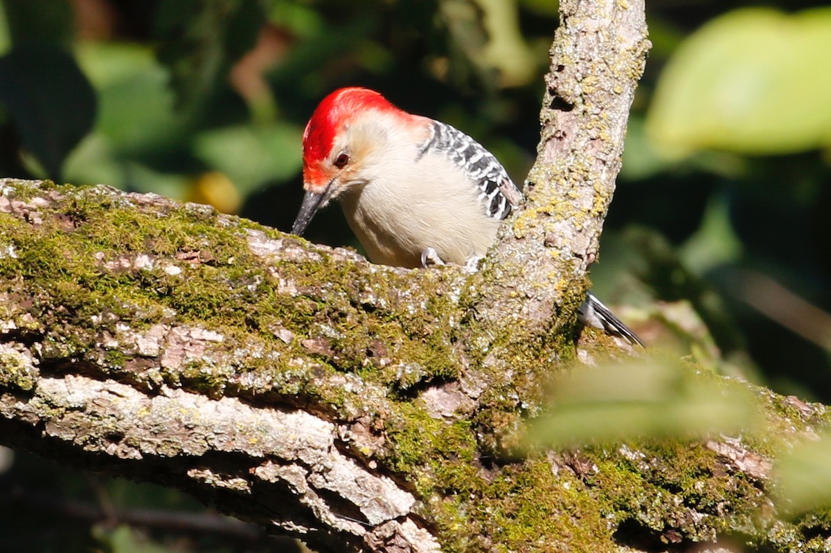 Red-bellied Woodpecker - ML116363331