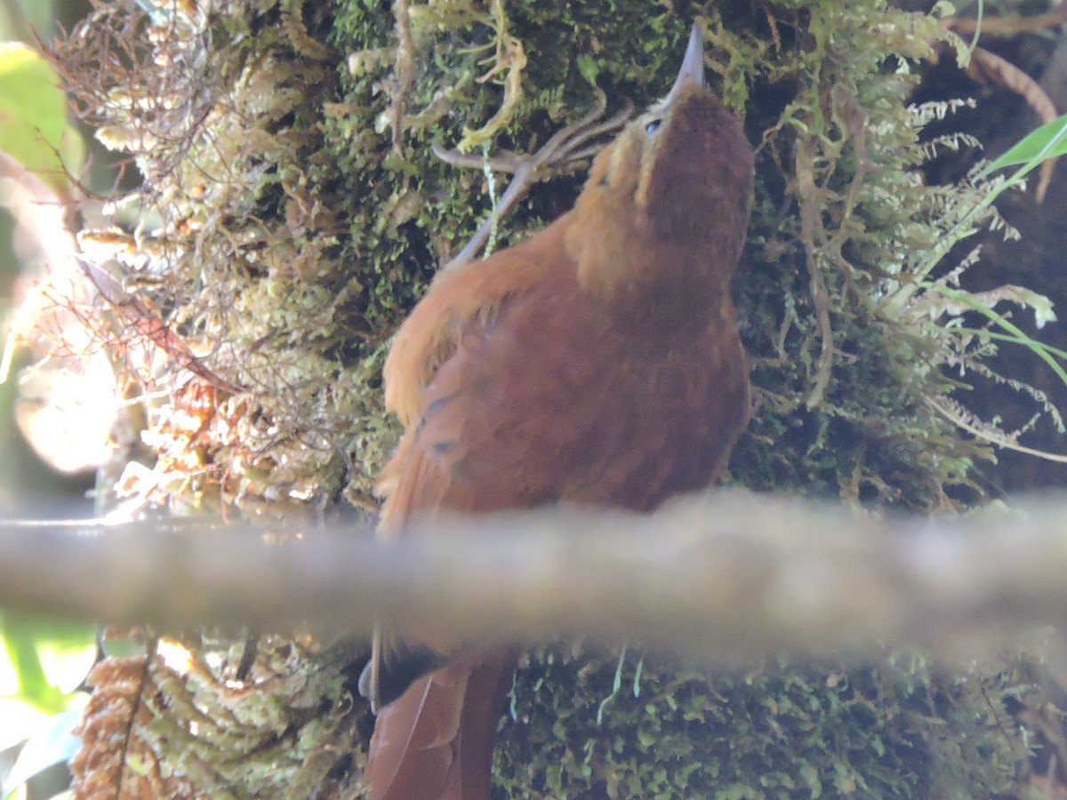 Spotted Woodcreeper - Michael Clay