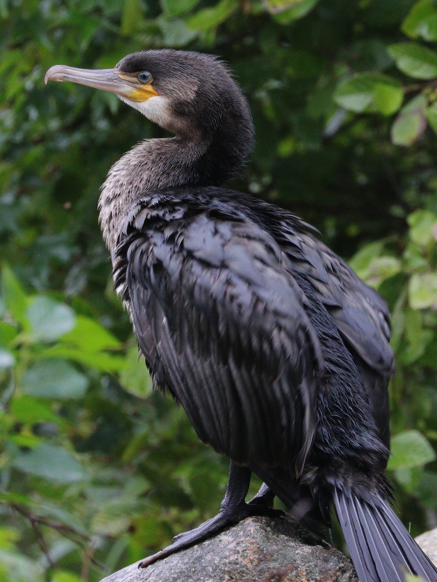 Great Cormorant - cyndi jackson