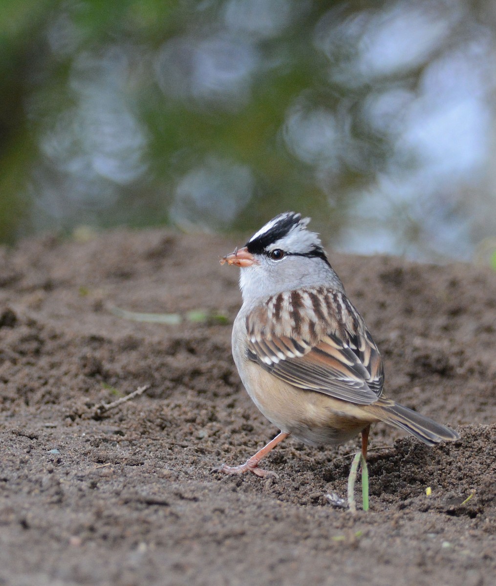 White-crowned Sparrow - ML116366871
