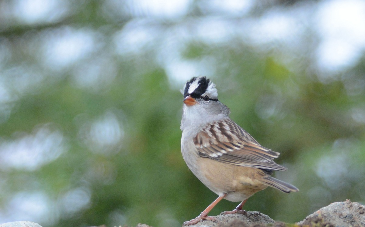 White-crowned Sparrow - ML116366891