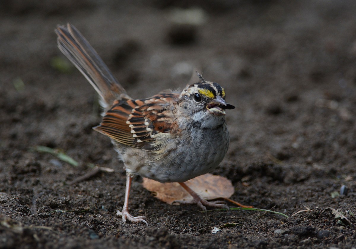 White-throated Sparrow - François Hamel