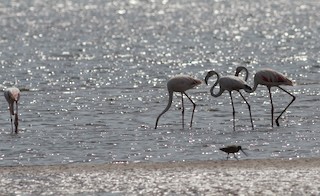 Greater Flamingo, ML116370731