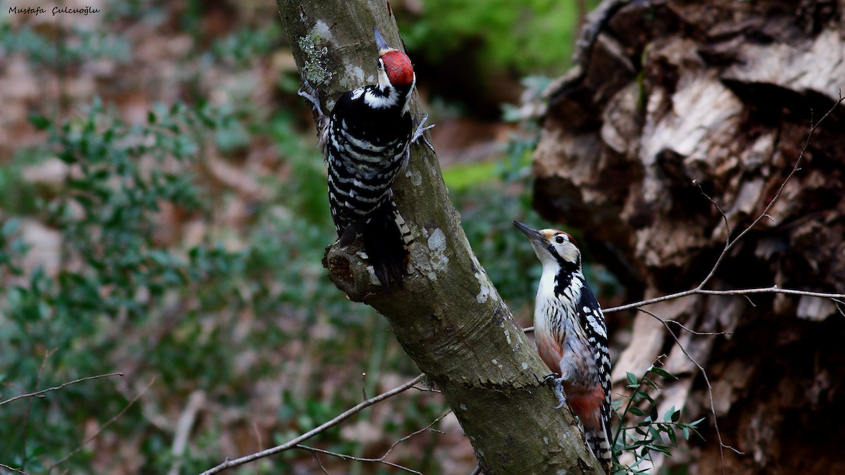 White-backed Woodpecker - Mustafa Çulcuoğlu