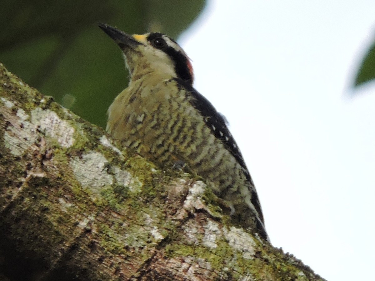 Black-cheeked Woodpecker - ML116375351