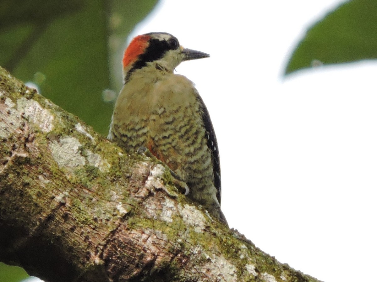 Black-cheeked Woodpecker - ML116375361