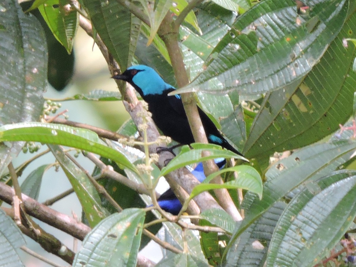 Scarlet-thighed Dacnis - Michael Clay