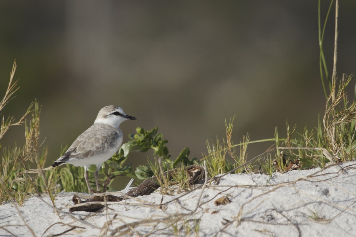 White-fronted Plover - ML116378251