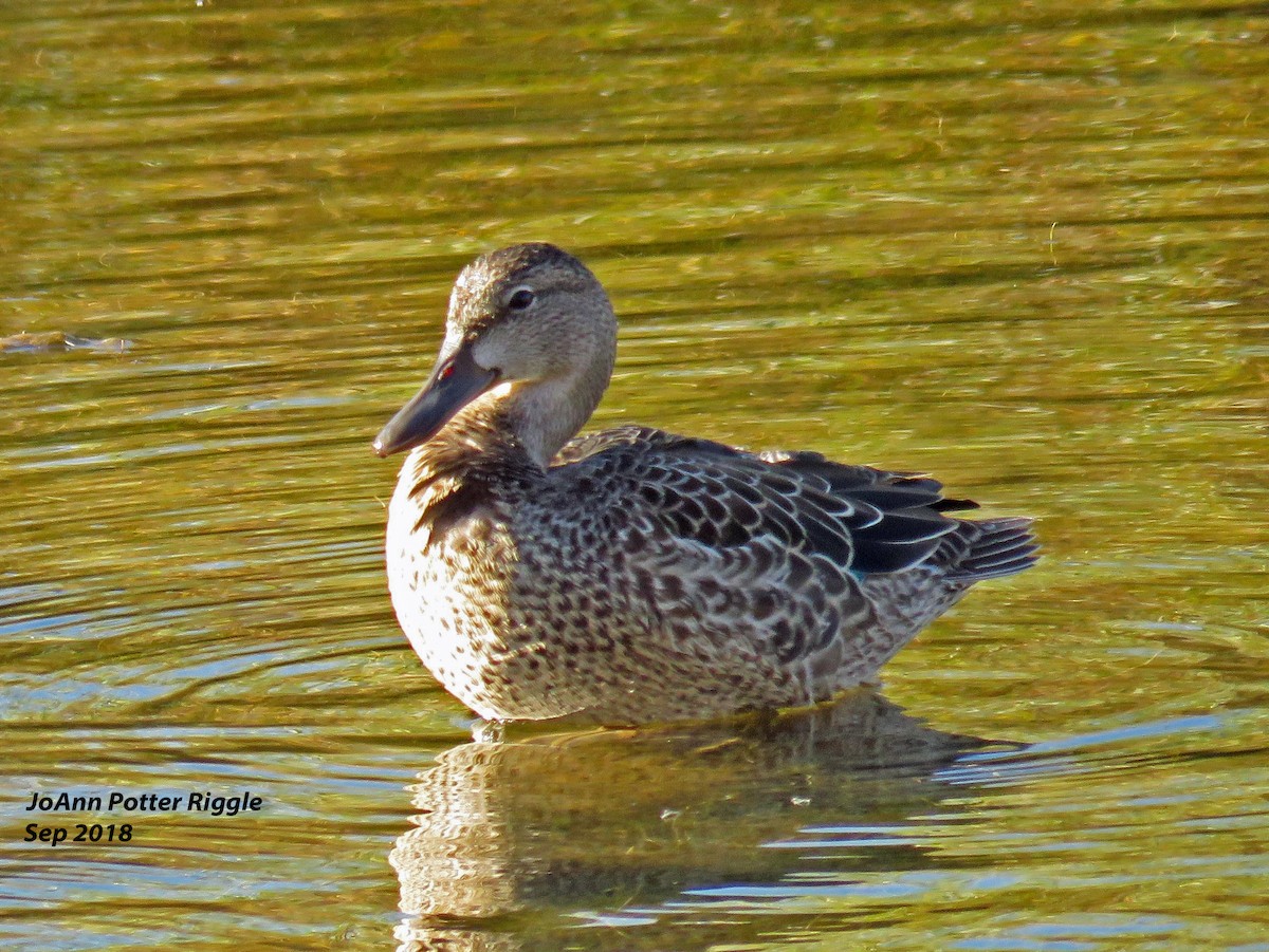 Blue-winged Teal - ML116379091