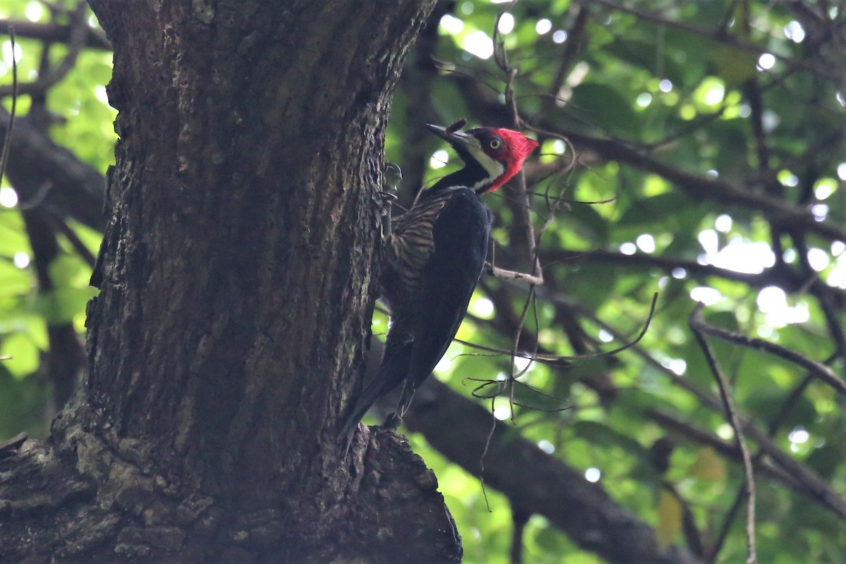 Crimson-crested Woodpecker - ML116382851