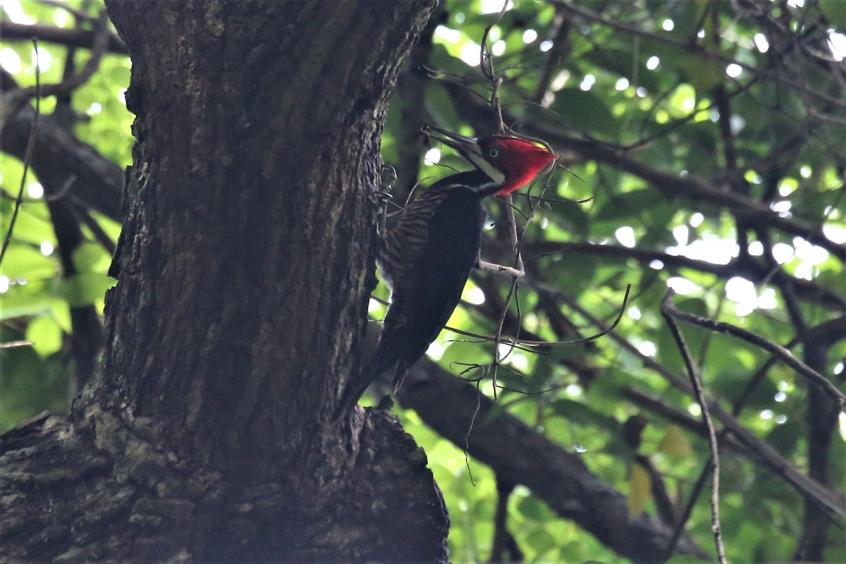 Crimson-crested Woodpecker - Charles Davies