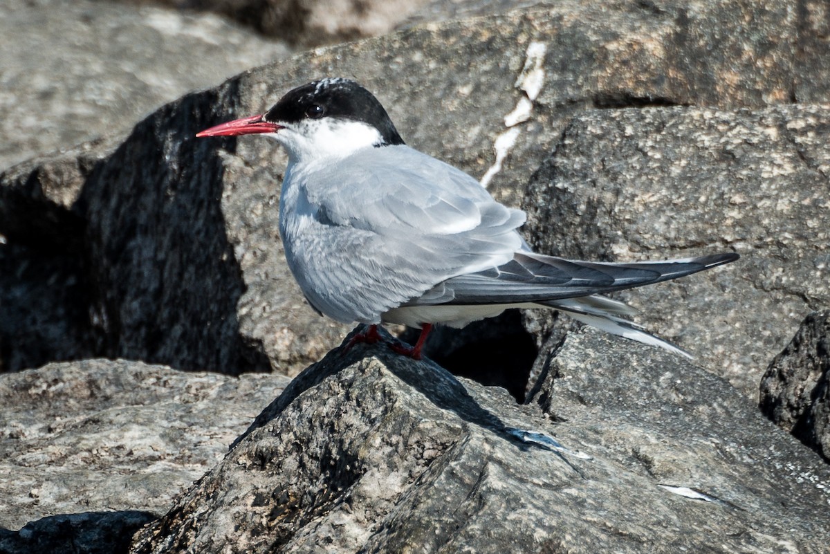 Common Tern - Darren Kirby