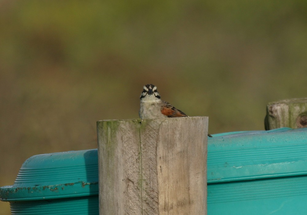 Cape Bunting - Keith CC Mitchell