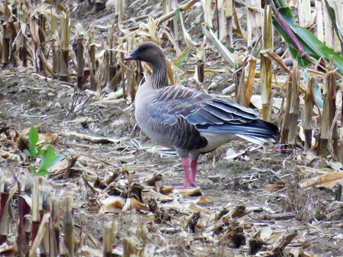 Pink-footed Goose - ML116390901