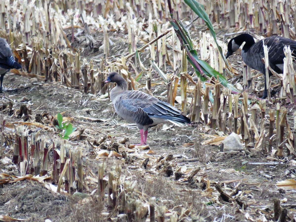 Pink-footed Goose - ML116391021