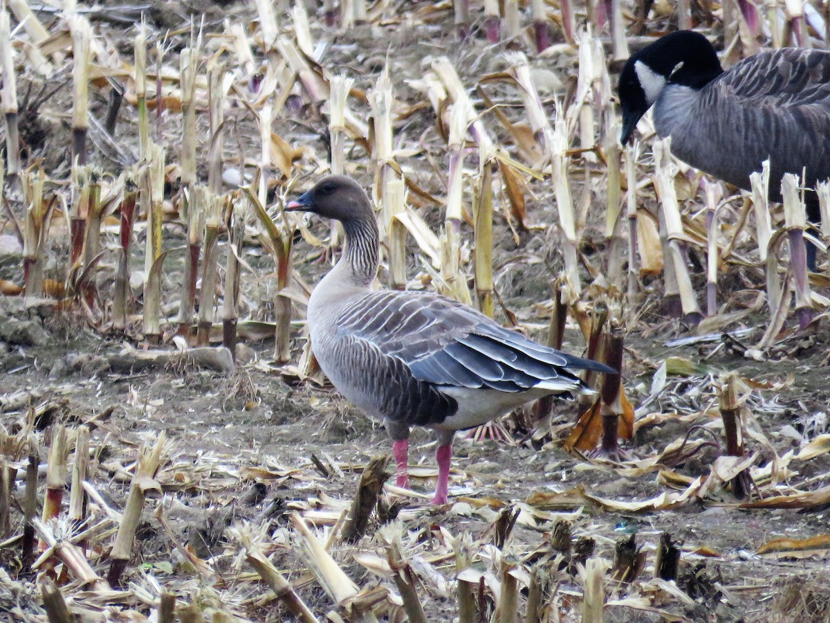 Pink-footed Goose - ML116391101
