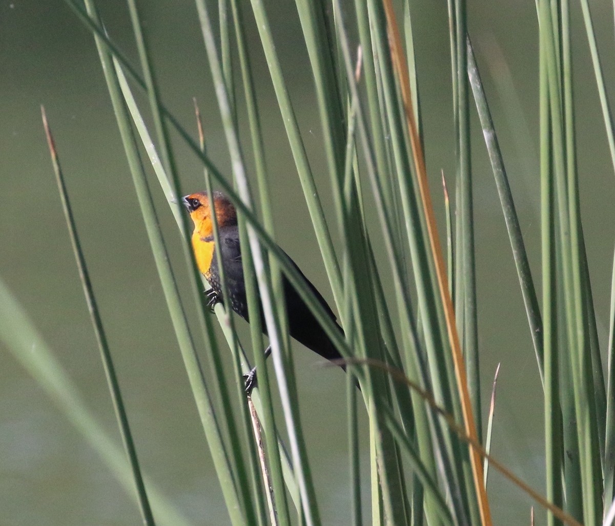 Yellow-headed Blackbird - Libby Patten