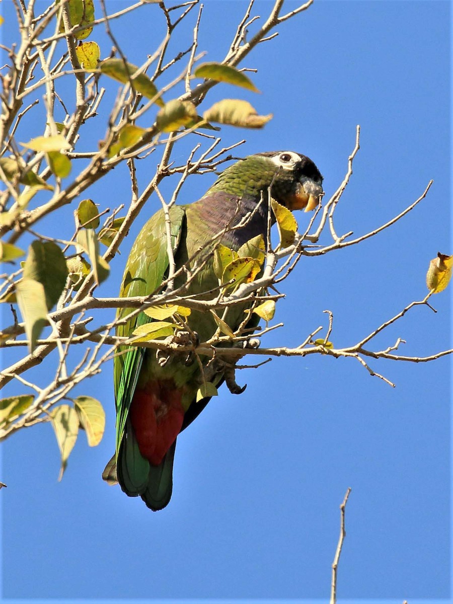 Scaly-headed Parrot - ML116394491