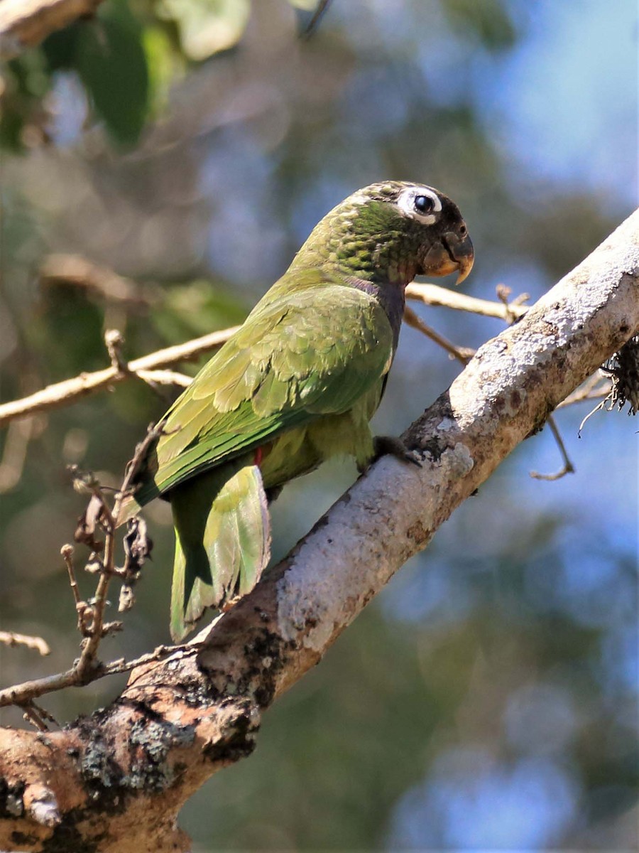 Scaly-headed Parrot - ML116394501