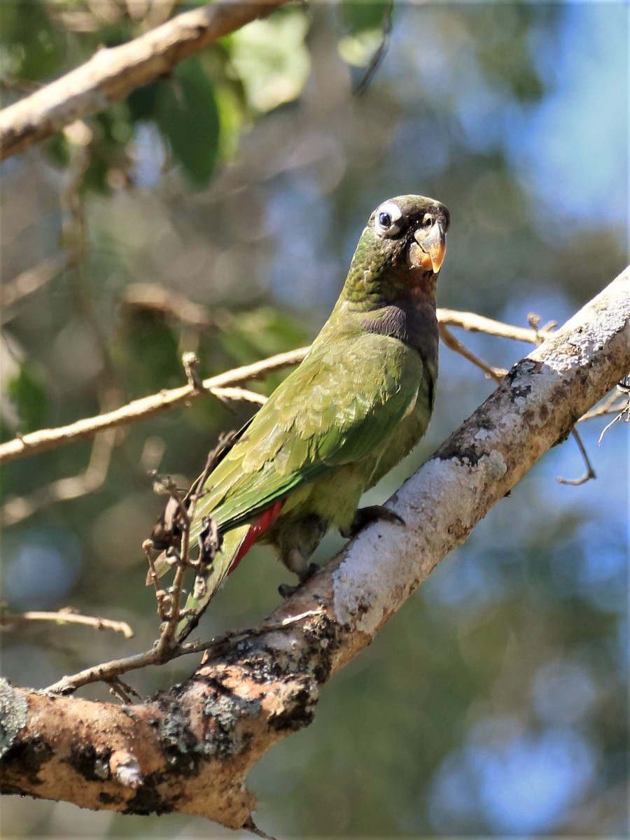 Scaly-headed Parrot - ML116394511