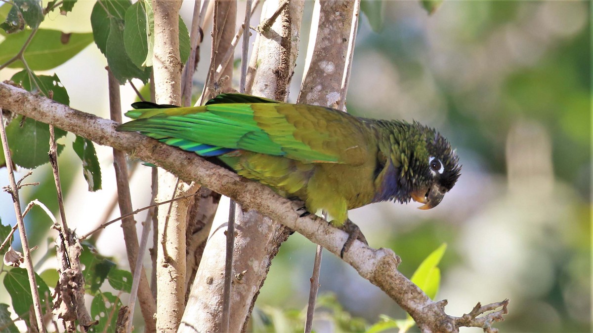 Scaly-headed Parrot - ML116394521