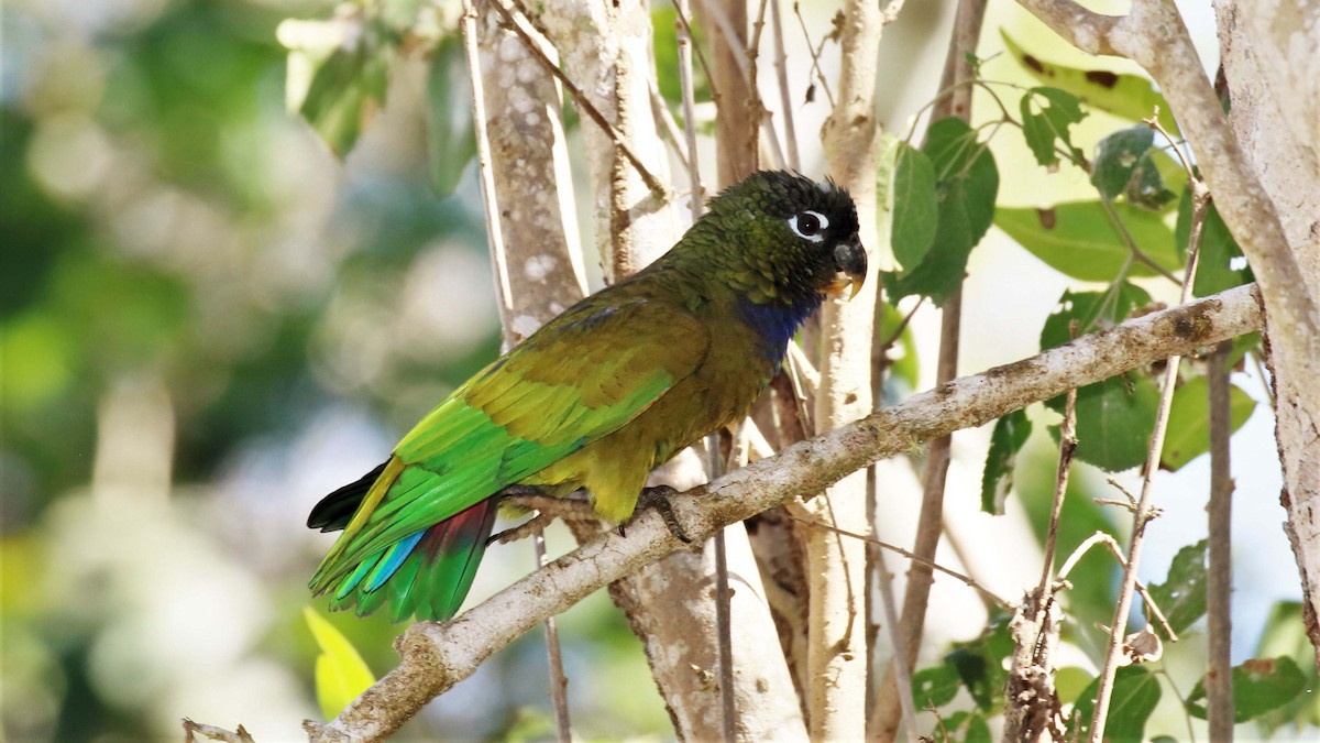 Scaly-headed Parrot - ML116394541
