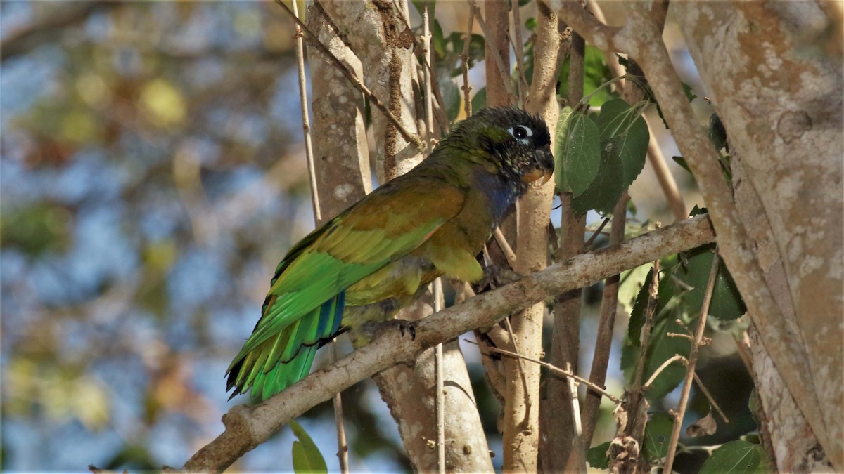 Scaly-headed Parrot - Jose Luis Blázquez