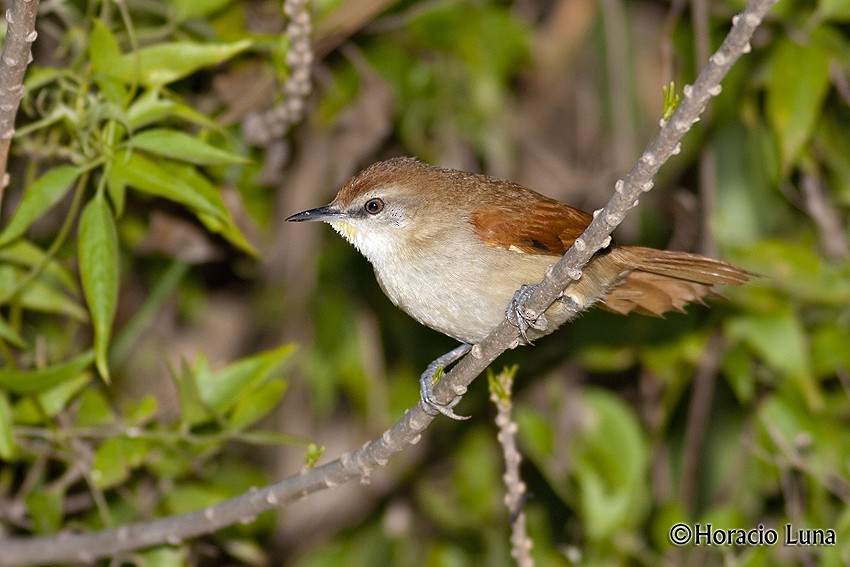 Yellow-chinned Spinetail - Horacio Luna