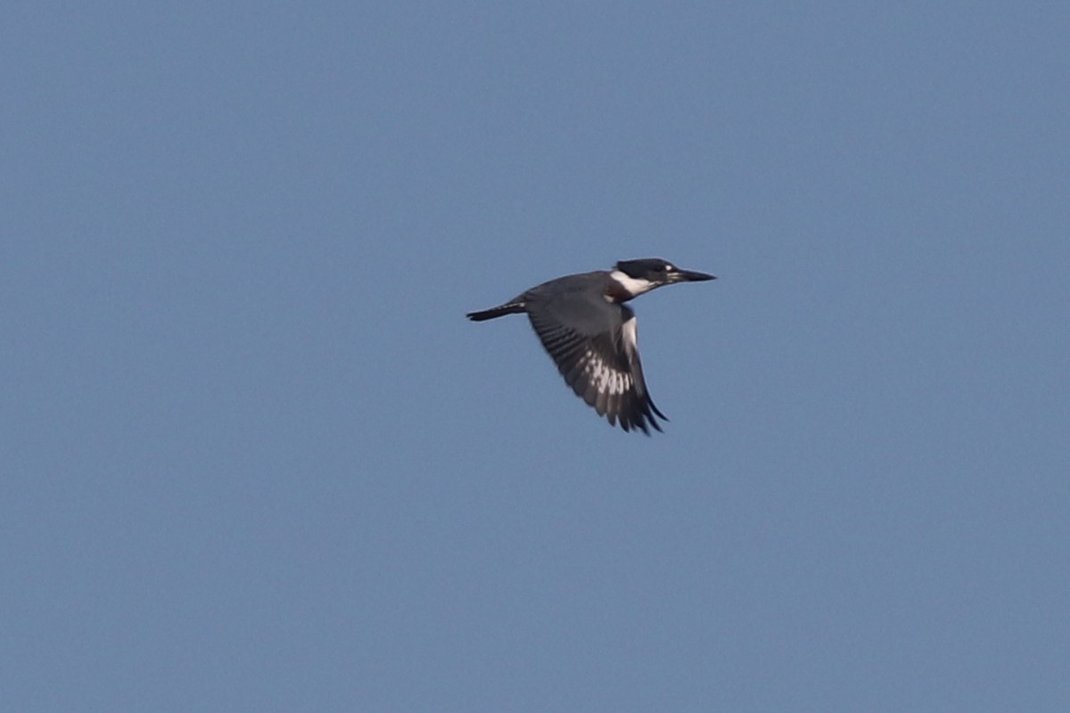 Belted Kingfisher - ML116395851