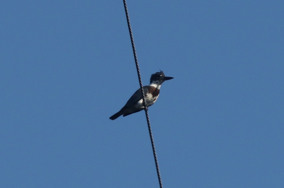Belted Kingfisher - ML116395861