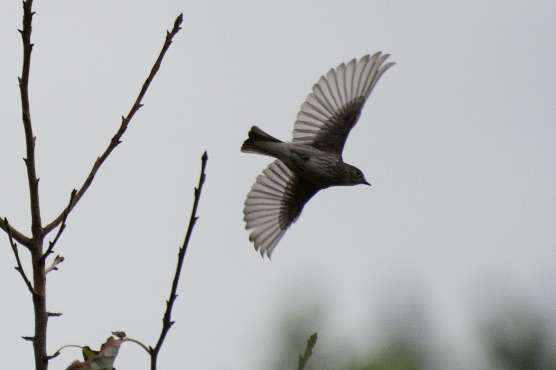 Gray-streaked Flycatcher - Ray Wise