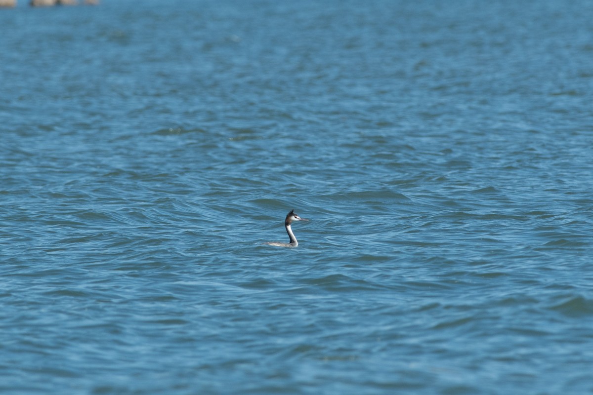 Great Crested Grebe - Nige Hartley