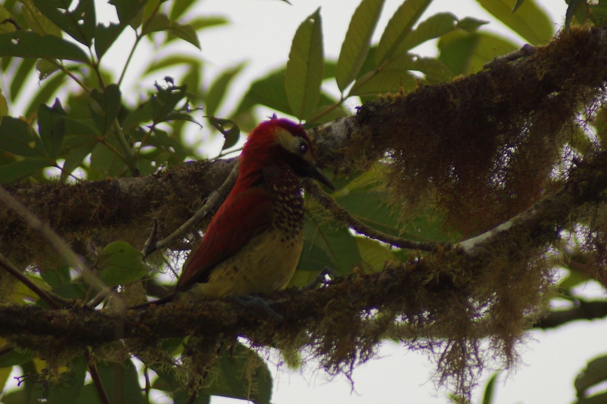Crimson-mantled Woodpecker - Ryan Zucker