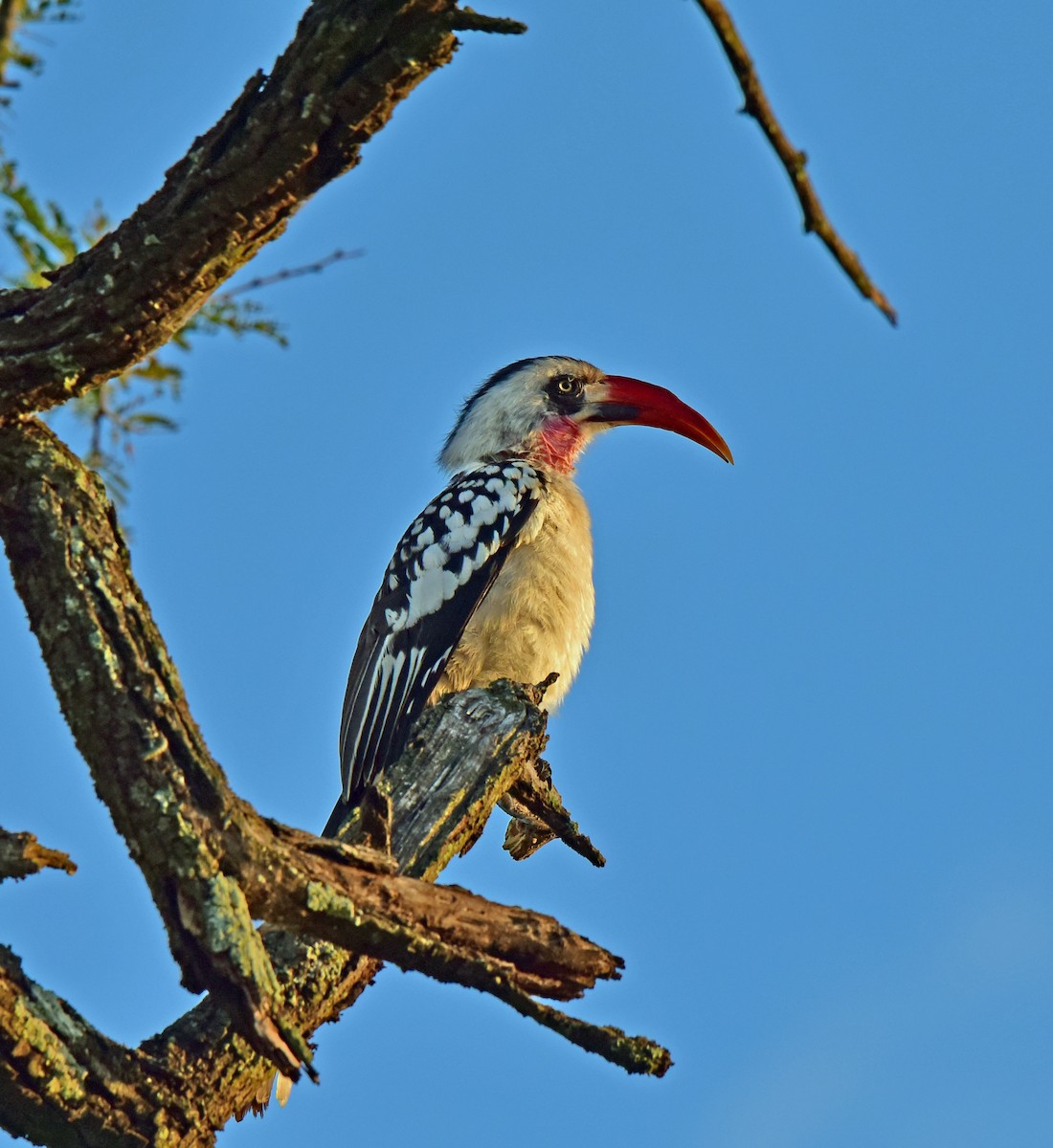 Tanzanian Red-billed Hornbill - ML116401841